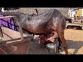 बकरी का वजन कैसे बढ़ाए best goat feeding system in goat farming