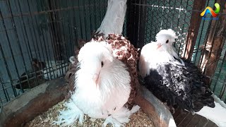 Fancy pigeons | Frillback pigeon Giant Hungarian Jacobin American Fantail  Reverse Wing Pouter Hana