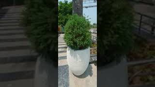 Cypress plant  /Landscaping plant #youtubeshorts #shortvideo #shorts