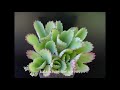 best variety succulent kalanchoe