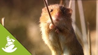 Eurasian harvest mouse