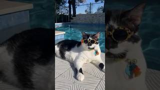 From Struggling to Climb Stairs to Living Her Best Life! #catstory  #overweightcat #catvideo