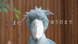 さよなら、ふたば【4月のふたば最終回】Shoebill FUTABA in April 2019