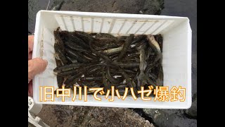 【釣り】やっぱり旧中川でハゼ爆釣