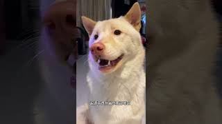 这6个犬种，是人类的骄傲！#狗狗 #狗是人类最忠诚的朋友 #万物皆有灵性 #萌宠 #善待动物关爱生命