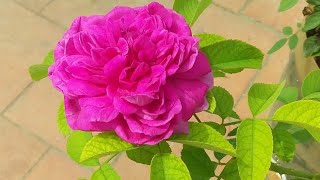 Rose cuttings  100% success  Result video@rojapoonthottam