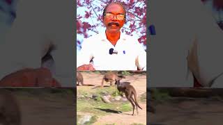 கங்காரு பெயர் எப்படி வந்தது தெரியுமா?  #kangaroo #shortsfeed #trending