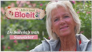 De Salvia's van Sunsister | Alles Wat Bloeit