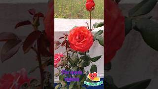 👉Colourful Rose's 👈@Apna-t2 #rose #flowers #nature #shorts #youtubeshorts #bhajan #song#radheshyam