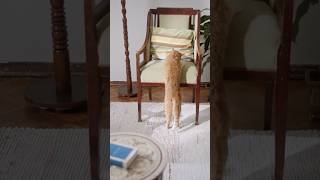 Cat Fail Compilation: Cats missing jumps or slipping off furniture. #videoshorts #funypets