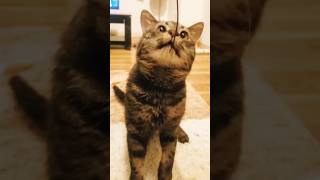 【衝撃！】痛いハプニング！！#short 【猫動画】cats collide 保護猫　キジトラ　アメショ