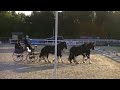 shire team dressage cricklands national championship 2022