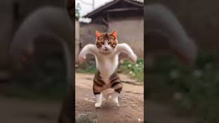 Hamu kaka baba #hamu#trendingshorts #viralsong #trengingsong #dancingcat #cat #shorts#music#funnycat