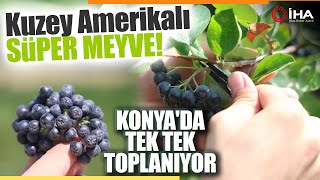 Kuzey Amerikalı Aronya Meyvesinin Konya Ovasında Elle Hasadı Başladı