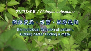 アサマシジミ：個体変異、吸蜜、探勝飛翔 / Plebejus subsolana,the individual variation of pattern,etc.