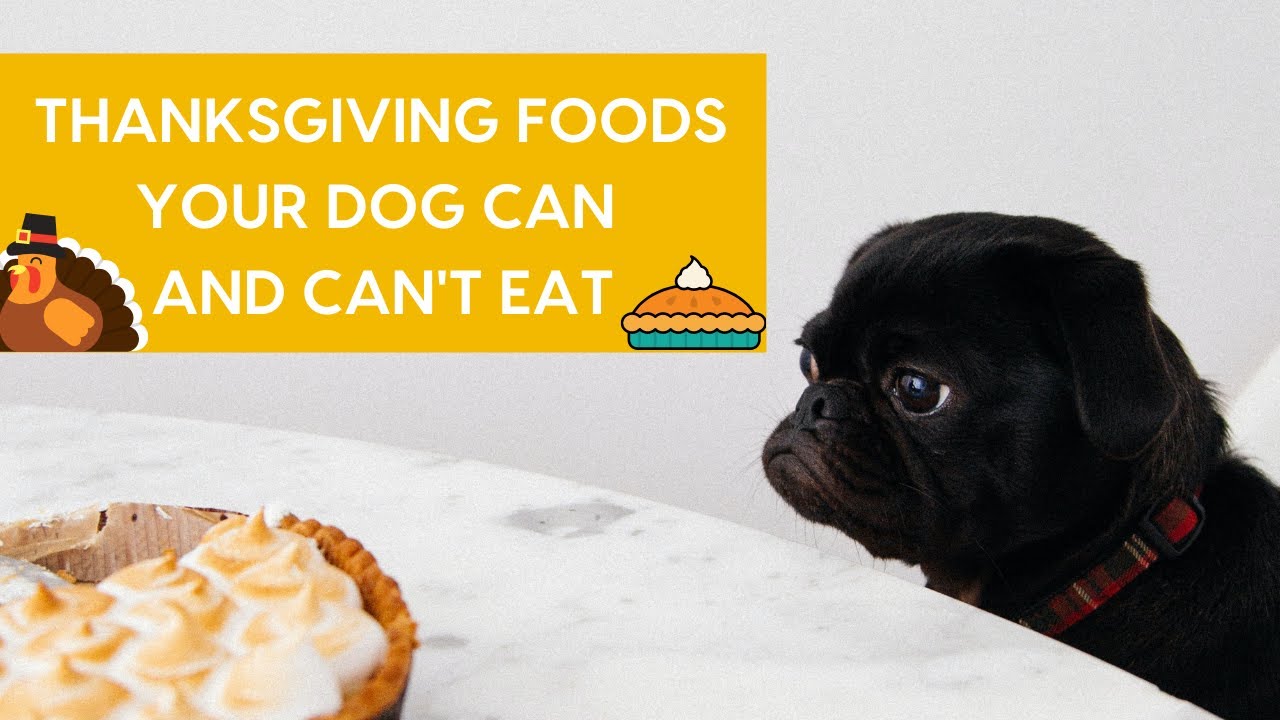 Thanksgiving Foods Your Dog Can And Can’t Eat - YouTube