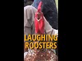 🐓 Roosters Laughing Like Humans - Funny Crowing Roosters 🐓