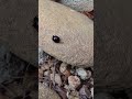 てんとう虫🐞