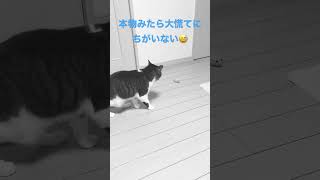 ネズミを獲れないねこ #保護猫 #ねこ #shorts