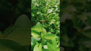 #dragonfly on Clerodendrum inerme #plant #beautiful #nature #video #shortsfeed #viral #shorts