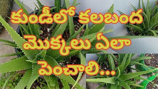 Alovera Growing Tips #anushabellam /ఒక మొక్క నుండి చాలా మొక్కలు కలబంద/Grow \u0026 Caring of Alovera 🌿😄🙄