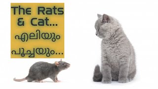 The Rats \u0026 Cat..... എലിയും പൂച്ചയും... Moral Bedtime Stories for kids. കുട്ടികളുടെ കഥകൾ.