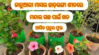 ଅତ୍ୟଧିକ ଥଣ୍ଡା ରେ ମଧ୍ୟ ମନ୍ଦାର ଗଛରେ ଆସିବ ପ୍ରଚୁର ଫୁଲ/ଦେଇ ଦିଅନ୍ତୁ ଏହି ଖତ/hibiscus care and fertilizer.