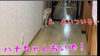 ルンバが怖いけどお姉ちゃんと遊びたい柴犬ハナの葛藤 -- Shiba's afraid of  Roomba. --