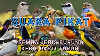 Suara Pikat  Semua Jenis Burung Kecil Dan Burung Masteran