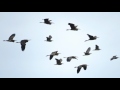 herons and egrets migrating over gozo