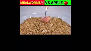 Apple 🍎 Experiment Video 🤯😱 ~ Mealworms Eating @MR. INDIAN HACKER @Crazy XYZ @MrBeast #shorts #viral