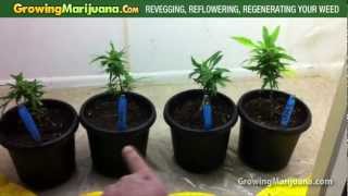 Revegging, Reflowering, Regenerating Your Cannabis Plant - Growing Marijuana