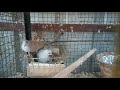 diamond dove care and breeding in detail