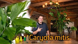 Tips for caring for your Caryota Mitis