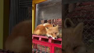 場所が気に食わないキツネ🦊　北きつね牧場