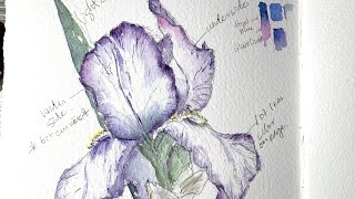 The process of art making: purple irises.drawing to practicing insketchbook. Art  and nature journal