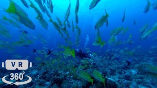 12月パラオダイビング⑤ リコーTHETA/シータV 360 Videos 4K Scuba-diving