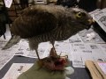 保護したハイタカ　rescued sparrowhawk