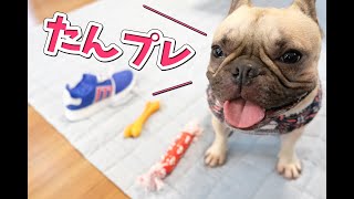 【４歳誕生日】犬おもちゃを3つもらったので選ばせてみた[French Bulldog Gets 3toys]