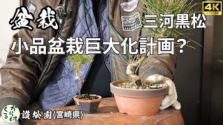 Bonsai] Small bonsai giant plan to fatten up in a year.