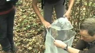 How to check a dormouse box with multiple active animals