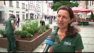 Lintl Gartentipp | Beetbepflanzung Innenstadt