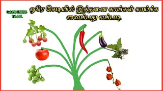 Multiple grafting | பத்து செடிகள் ஒரே செடியிலா ! எப்படி வளர்ப்பது @gardeningtamil