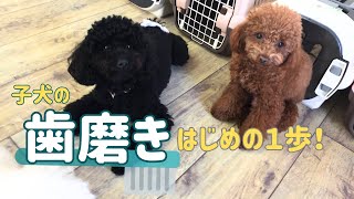 子犬の歯磨き！はじめの一歩