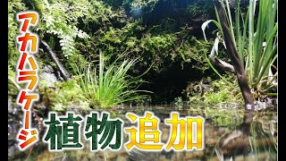 【渓流出現】アカハライモリのケージに植物を追加と掃除水換え！！【イモリウム,パルダリウム,ビバリウム】