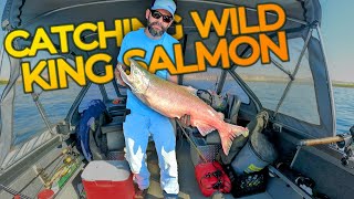 Hanford Nuclear King Salmon, Too Good To Be Real