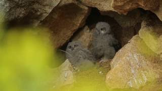 Observation de jeunes hiboux grands-ducs dans leur nid