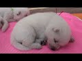 かわいい紀州犬の赤ちゃん・生後14日