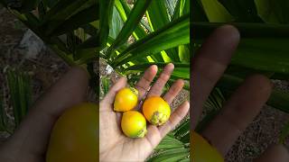 Areca Palm fruit