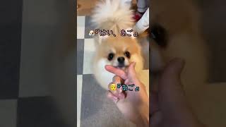 怒りと芸でパニックになるきなこ🤣笑　#ポメラニアン #pomeranian #きなこ #小型犬 #犬を飼う #おすすめ #平和な日常 #犬のいる生活 #共有したい #あごのせ #はな #芸 #ママ